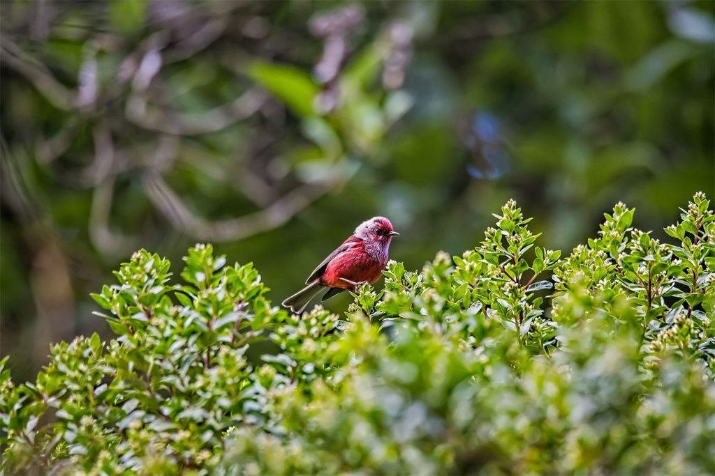 Mountains & Rainforest Birding Tour