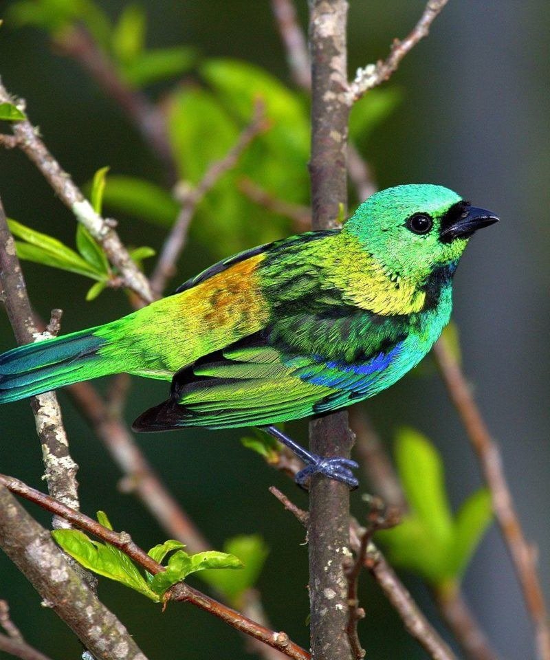 Argentina Birding & Wildlife Destination
