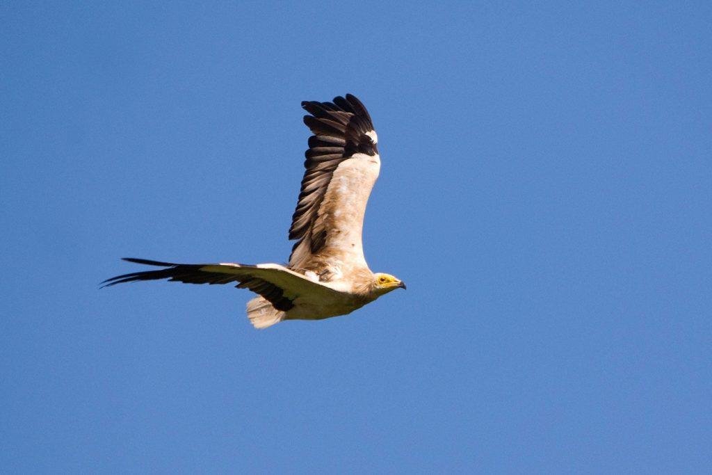 Egyptian Vulture - Birding Tarifa