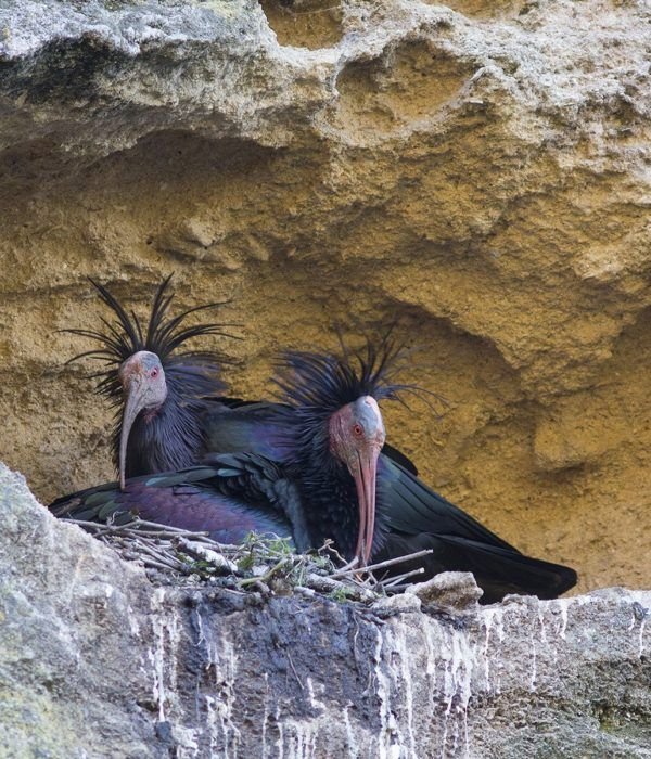 Northern Bald Ibis