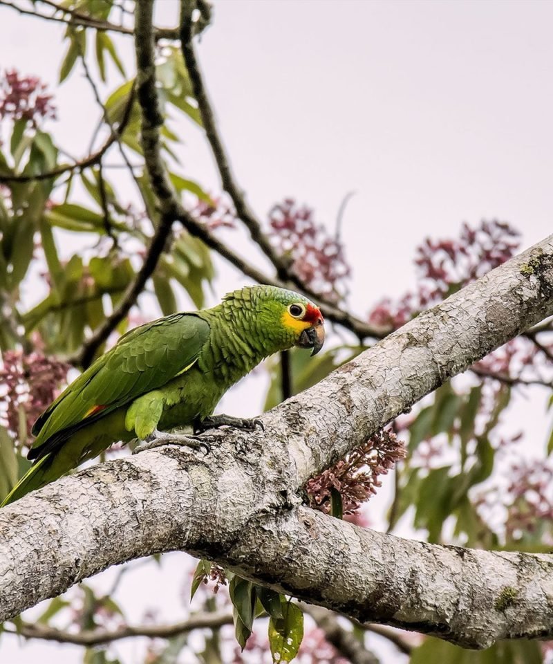 Reef & Rain-forest Birding Tour