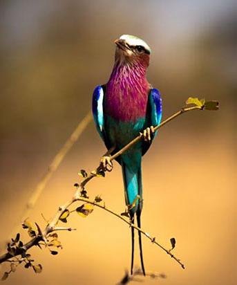 Destination Tanzania