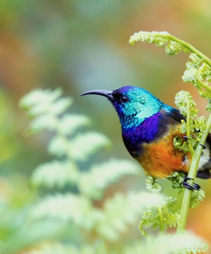 Wildlife Tours Rwanda