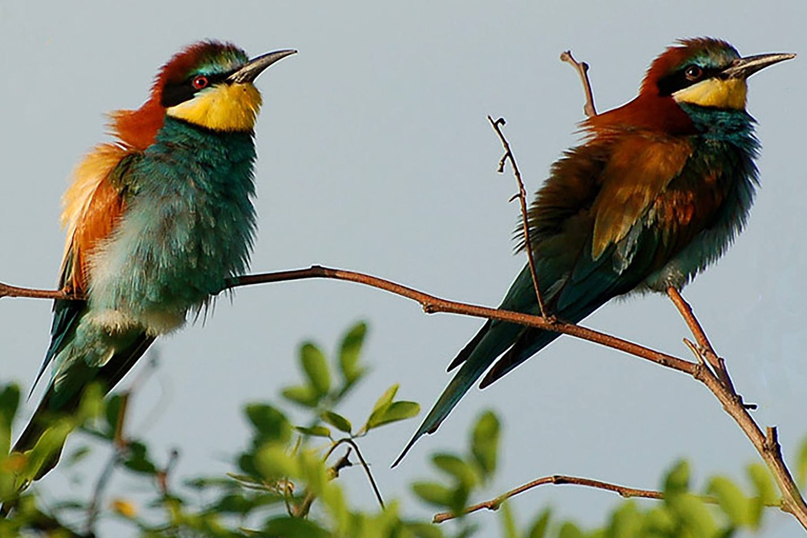 bird watching tours bulgaria