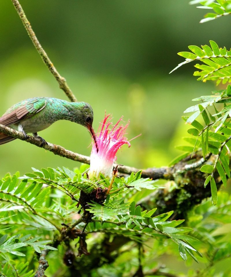 Ecoterra Costa Rica