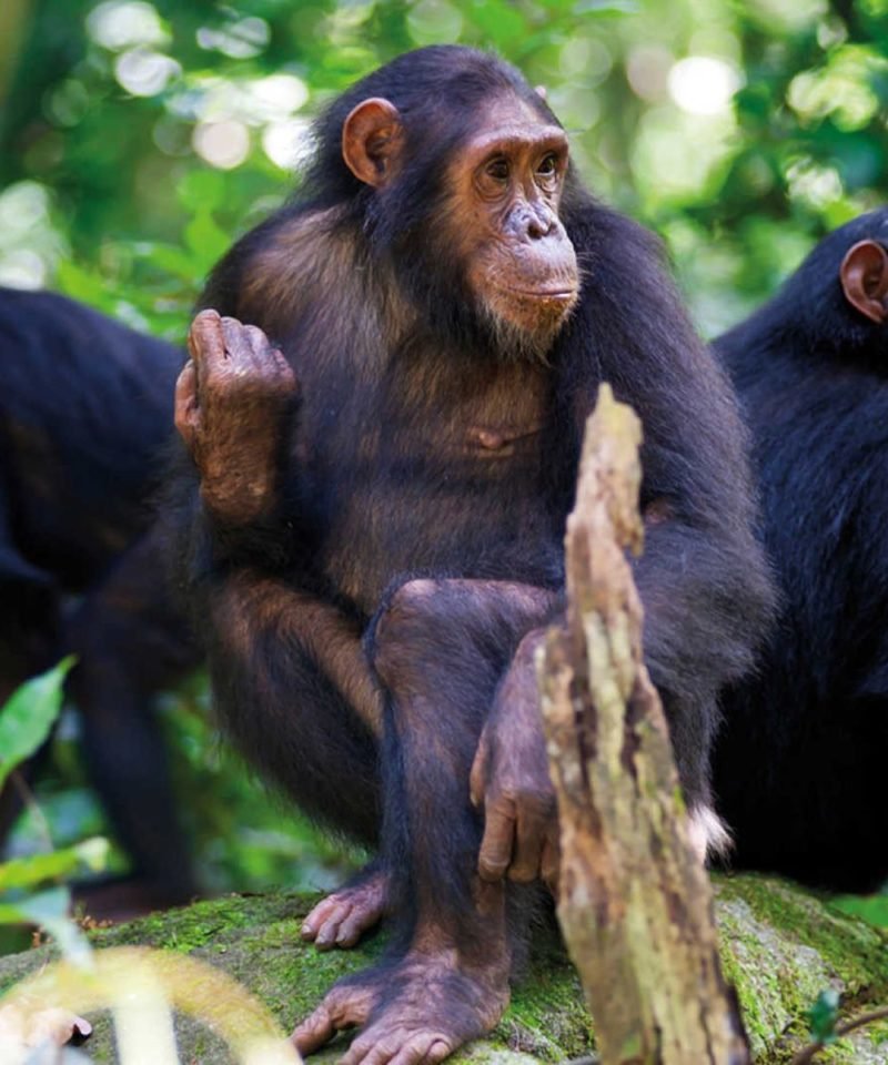 Wildlife Tours Rwanda