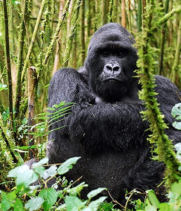Wildlife Tours Rwanda