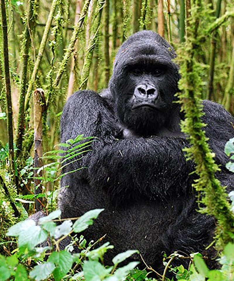 Wildlife Tours Rwanda