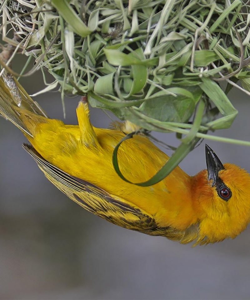 Adventure Birding Tours