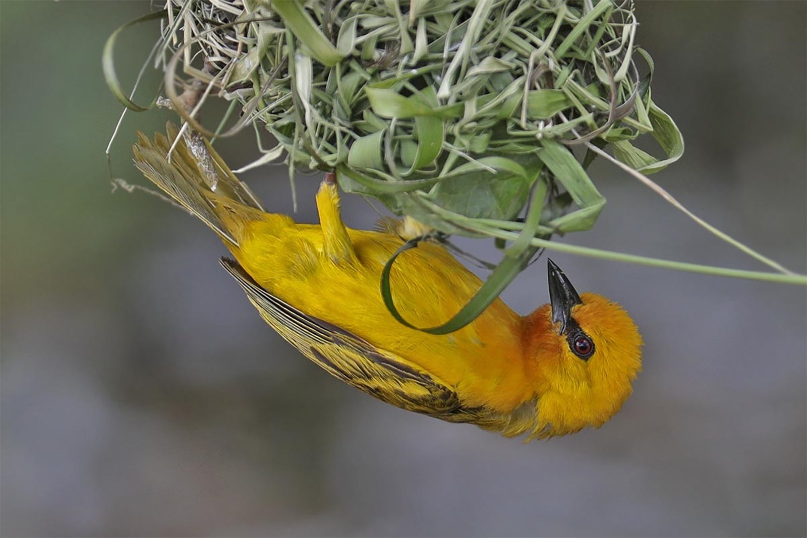 Adventure Birding Tours