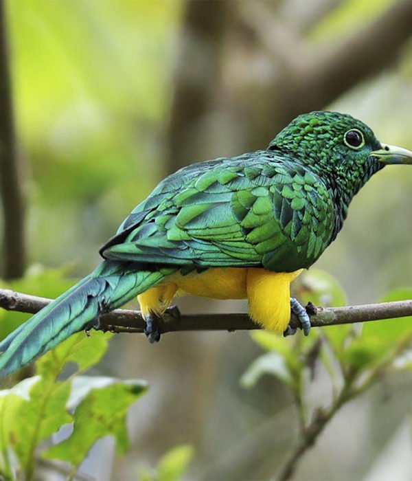 Adventure Birding Tours