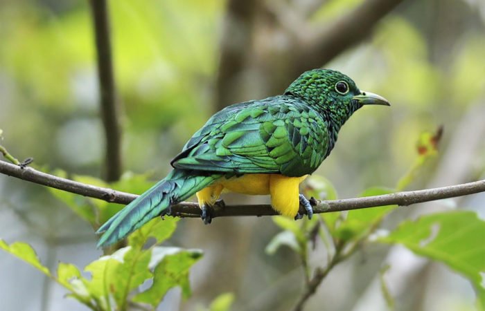 Adventure Birding Tours