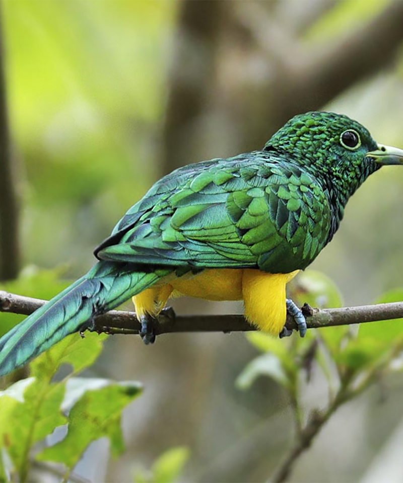 Adventure Birding Tours