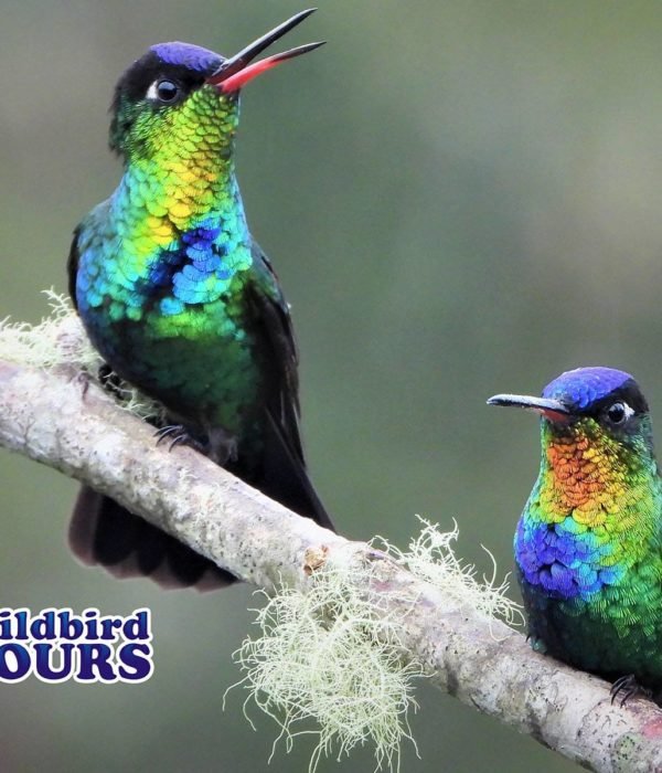 Wildbird Tours