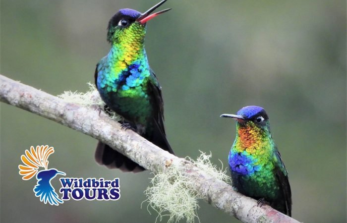 Wildbird Tours