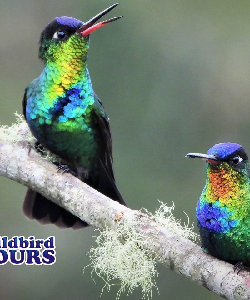 Wildbird Tours